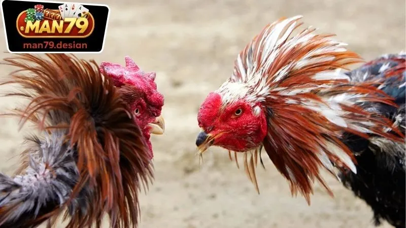 Đá Gà Man79 – Khám Phá Đam Mê Và Thuận Tiện Khi Cá Cược 1 Lợi ích của việc tham gia chơi với Đá Gà Man79