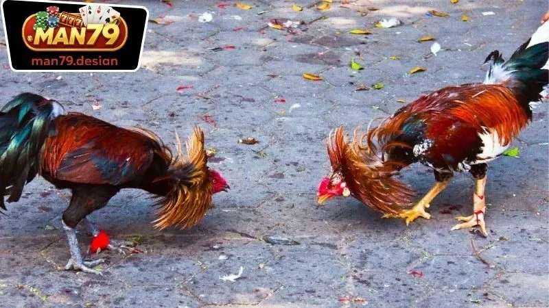 Đá Gà Man79 – Khám Phá Đam Mê Và Thuận Tiện Khi Cá Cược 2 Các loại hình cá cược trong Đá Gà Man79