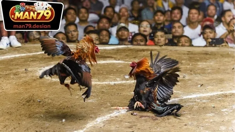 Đá Gà Man79 – Khám Phá Đam Mê Và Thuận Tiện Khi Cá Cược 3 Quy trình cá cược Đá Gà Man79 và nhận thưởng